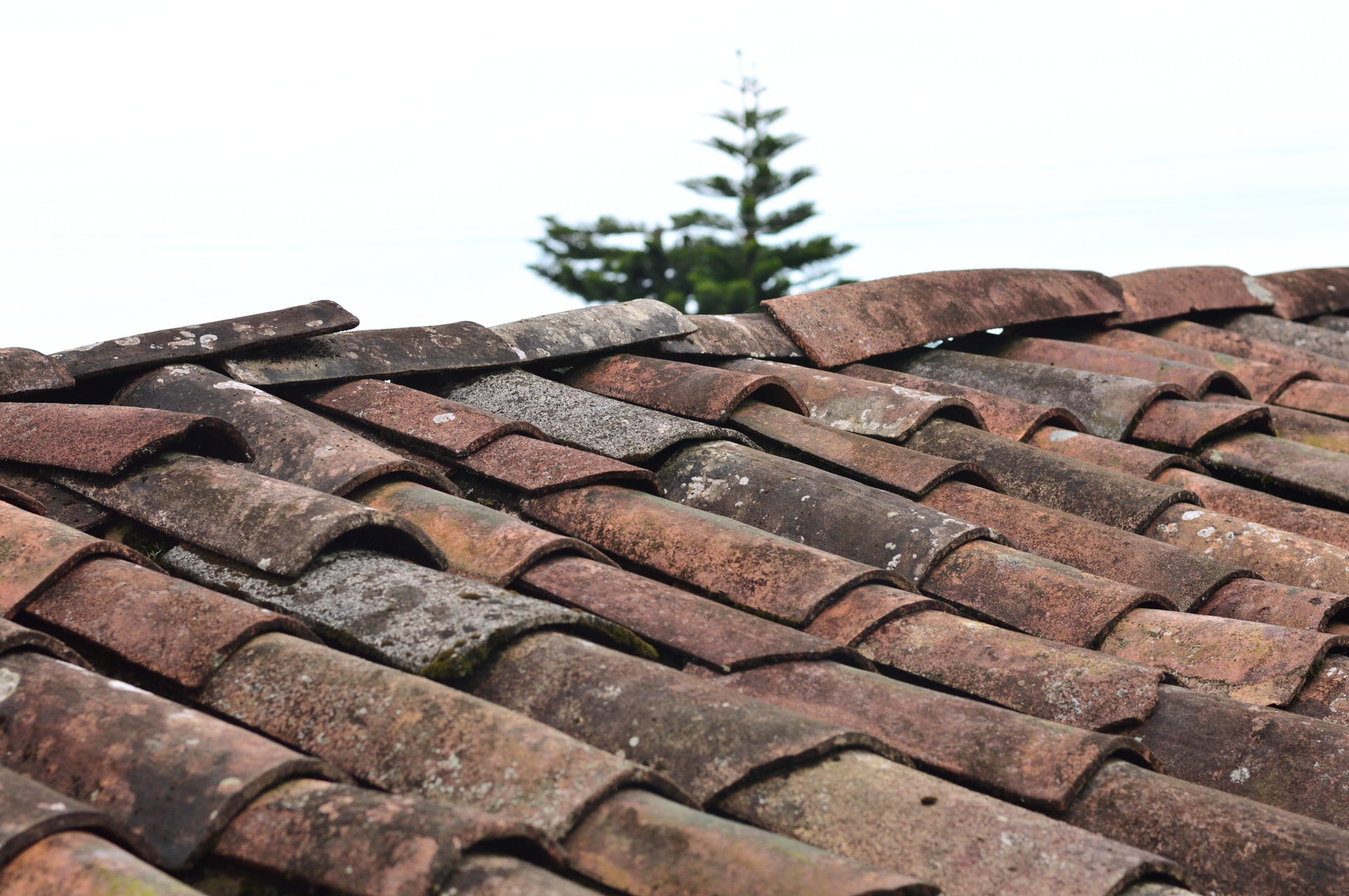 old ceramic shingles in need of replacement due to mold growth