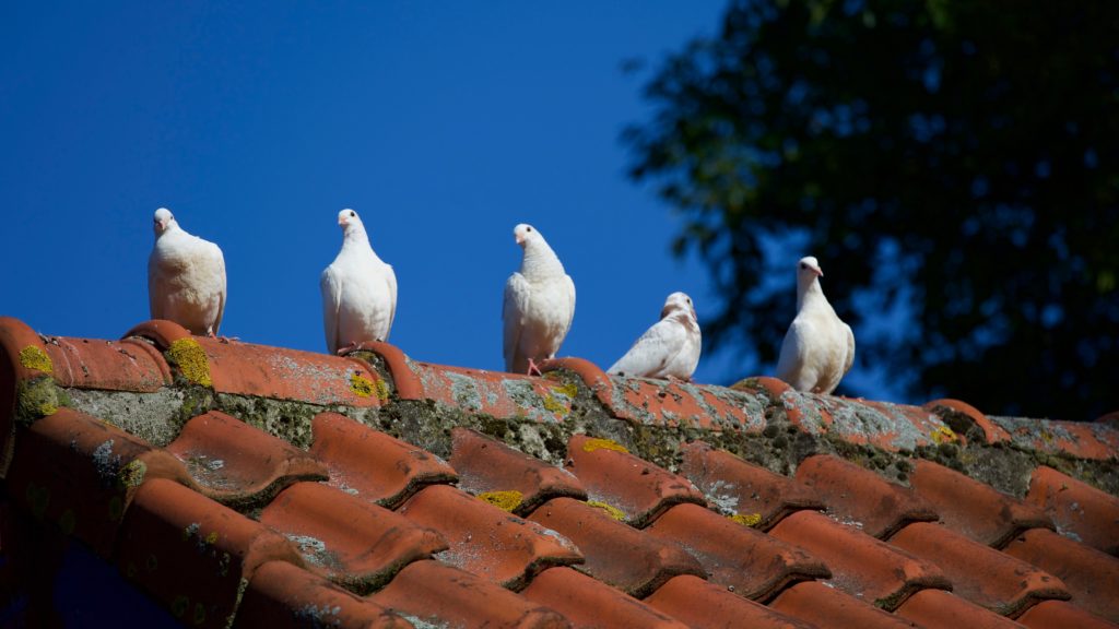 white pigeons sitting on top of ceramic shingle roof