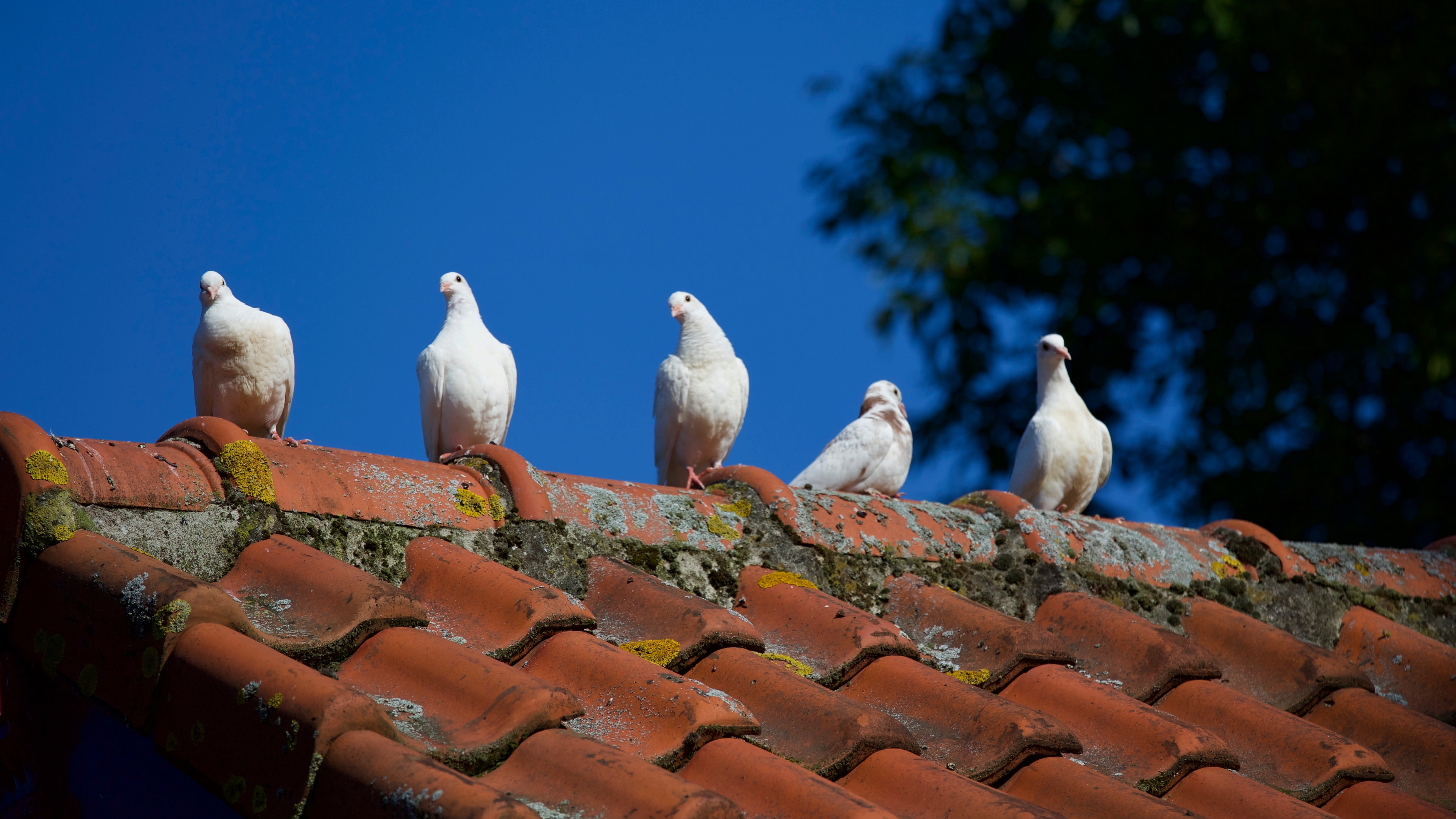 white pigeons sitting on top of ceramic shingle roof