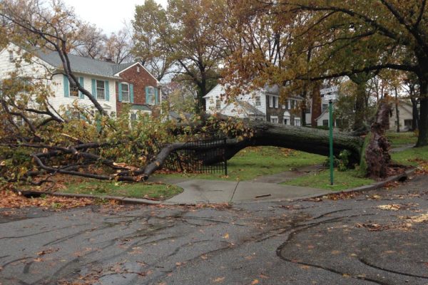 What To Do When A Tree Hits My Home