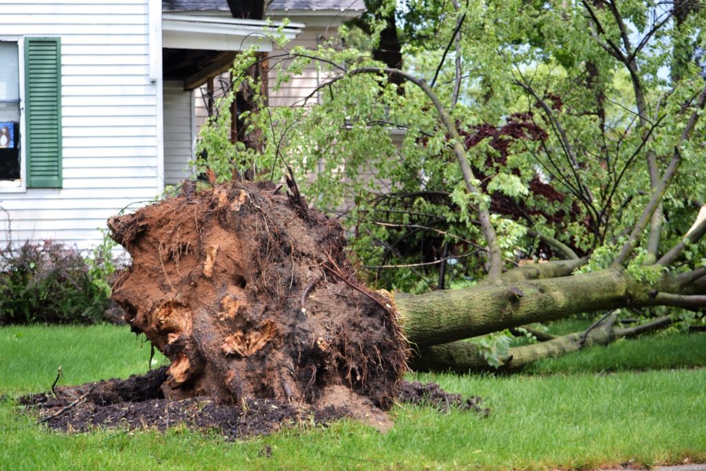 fallen tree outside of a nashville home